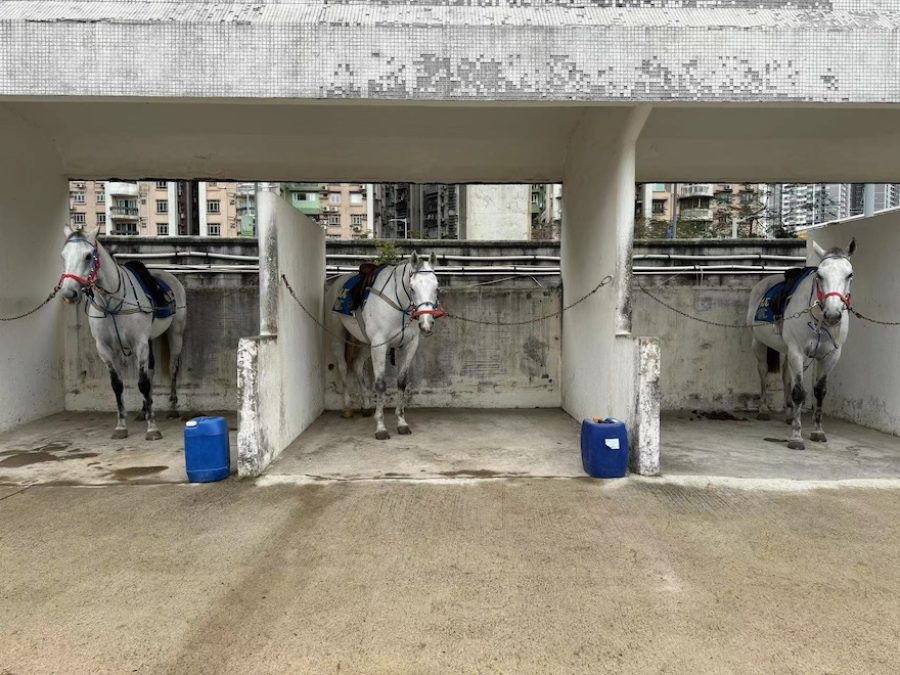 The MJC’s three ceremonial horses won’t be put down, officials say