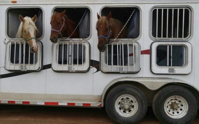 Dozens of Macao’s former racehorses are being sent to the mainland