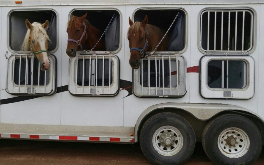 Dozens of Macao’s former racehorses are being sent to the mainland