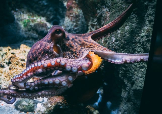 Rising sea temperatures could make octopuses blind, a new study says