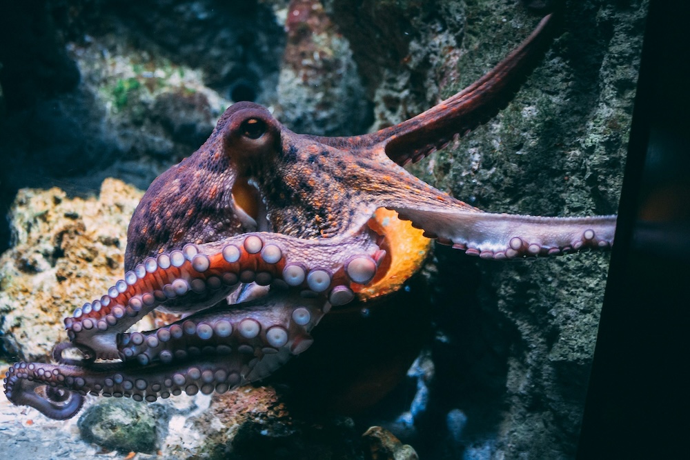 Rising sea temperatures could make octopuses blind, a new study says
