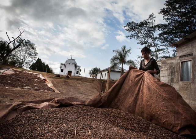 Timorese coffee growers want UNESCO recognition