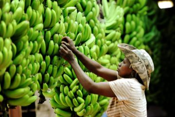 Mozambican banana exports drop by almost a quarter in 2023