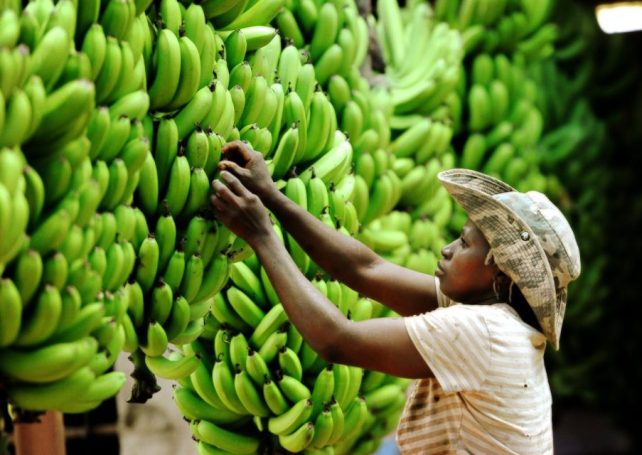 Mozambican banana exports drop by almost a quarter in 2023