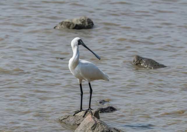 Here’s how to be part of the Global Big Day birdwatching event