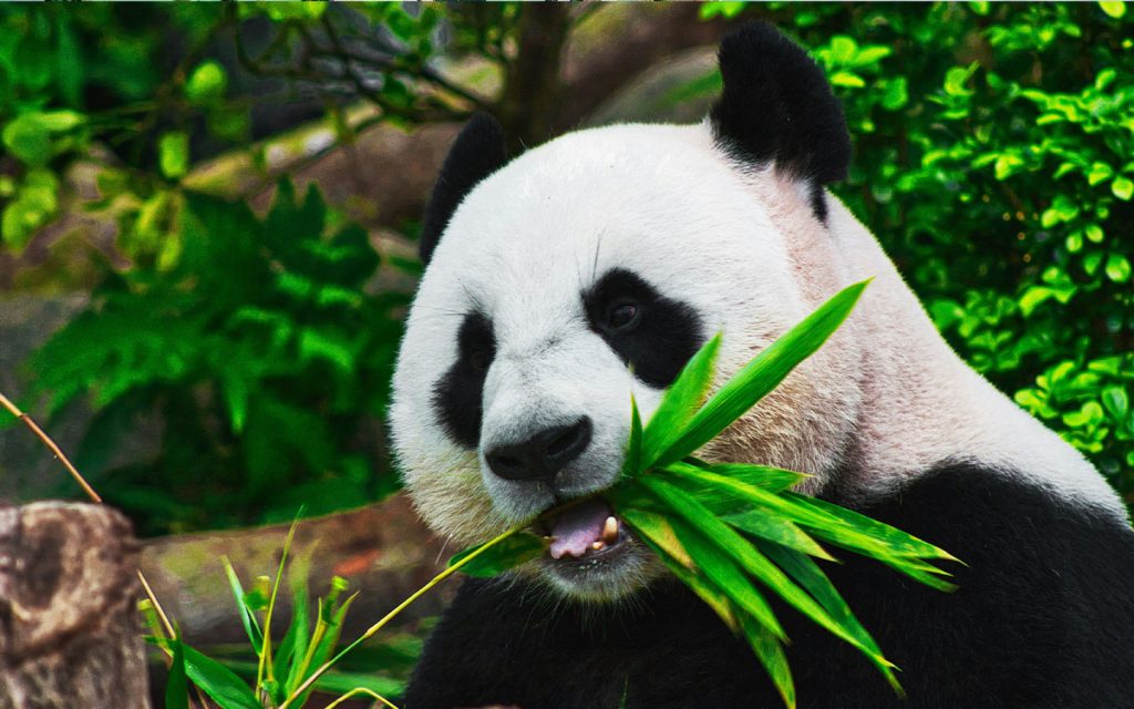 Macao’s panda pavilion spans more than 3,000 square metres and is home to four pandas and a variety of other animals
