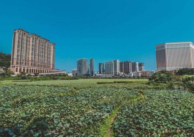 Macao’s first wild plant survey is complete