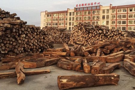 Illegal timber trade with China funds terrorism in Mozambique