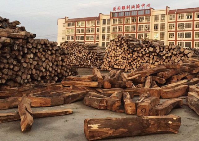 Illegal timber trade with China funds terrorism in Mozambique, NGO says