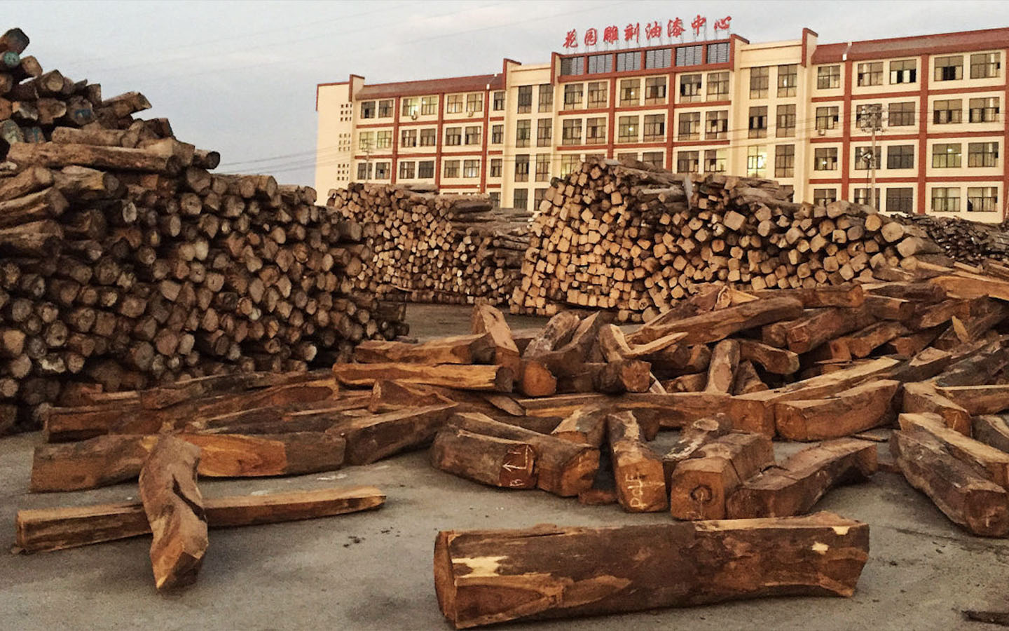 Illegal timber trade with China funds terrorism in Mozambique, NGO says