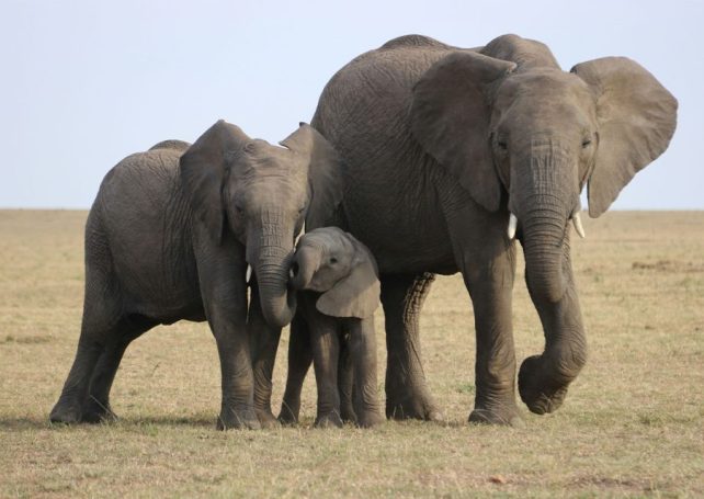 Elephants use names for each other, new research suggests