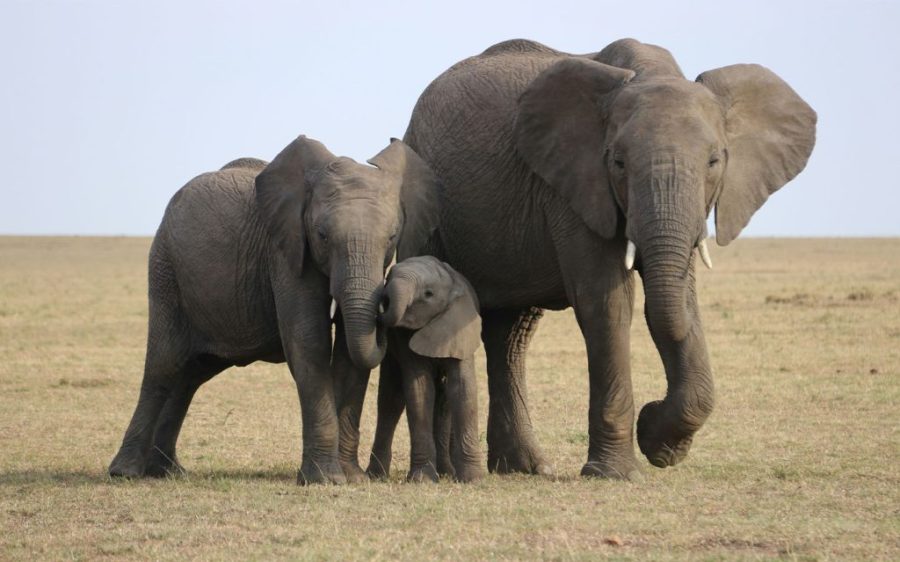Elephants use names for each other, new research suggests