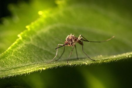 Macao health officials issue a dengue fever warning