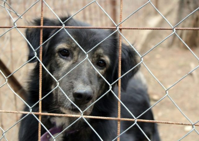 2024 has been the worst year for pet abandonment, says animal welfare campaigner