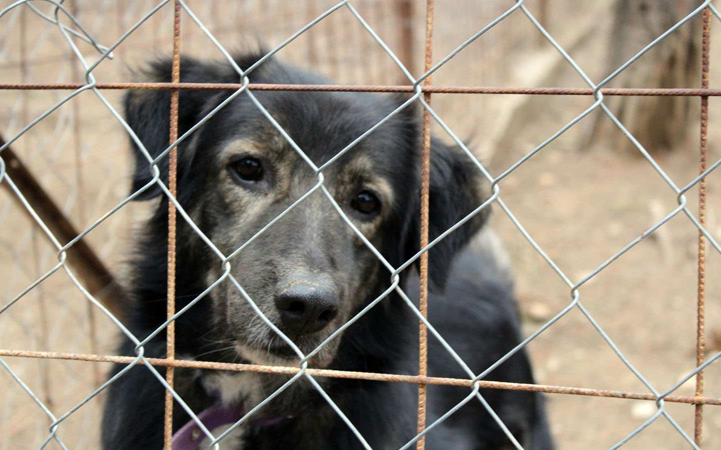 2024 has been the worst year for pet abandonment, says animal welfare campaigner