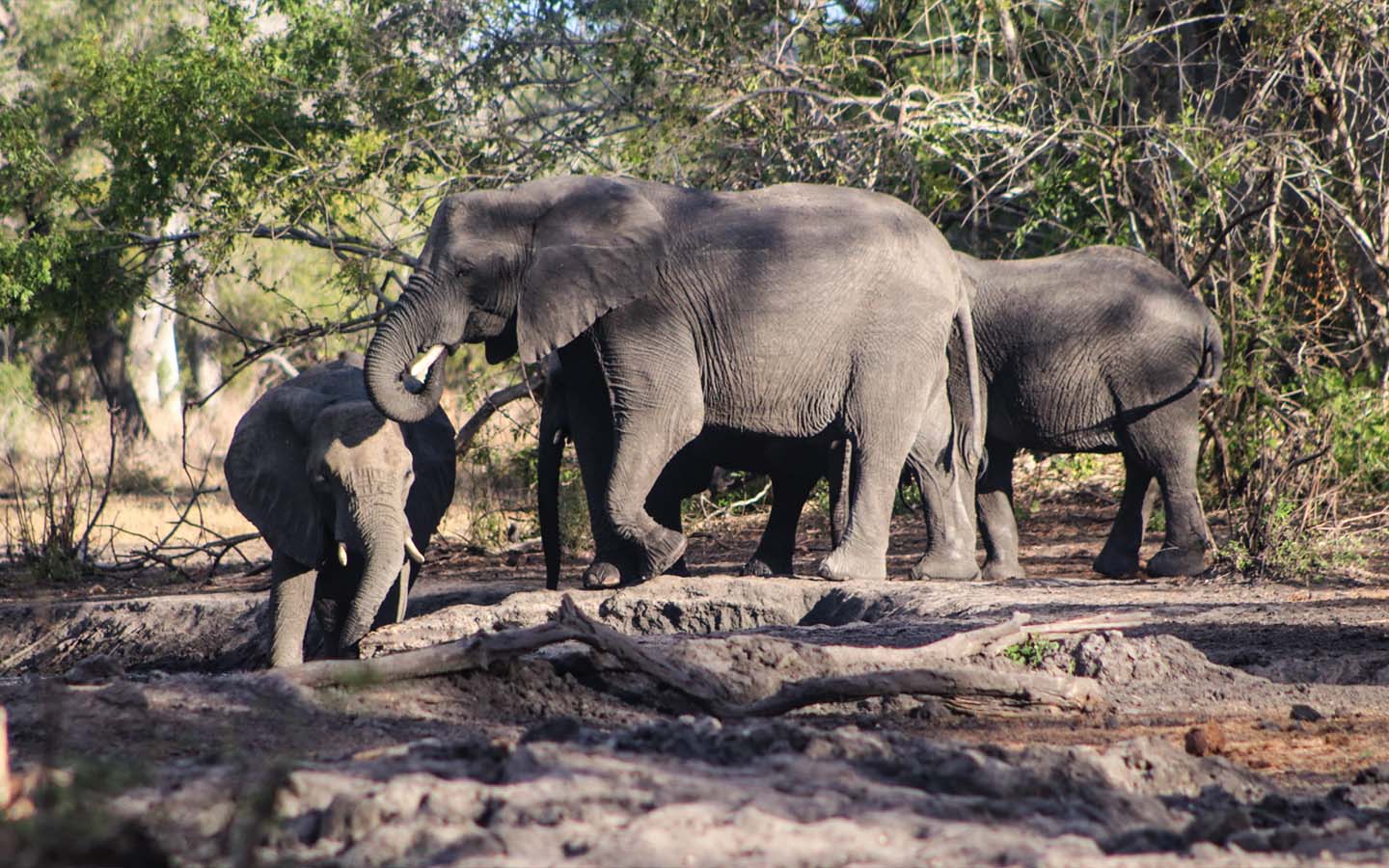 More than 1,400 South African animals have been relocated to Mozambique