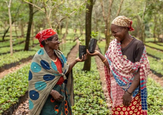 Mozambique’s Gorongosa National Park opens honey factory