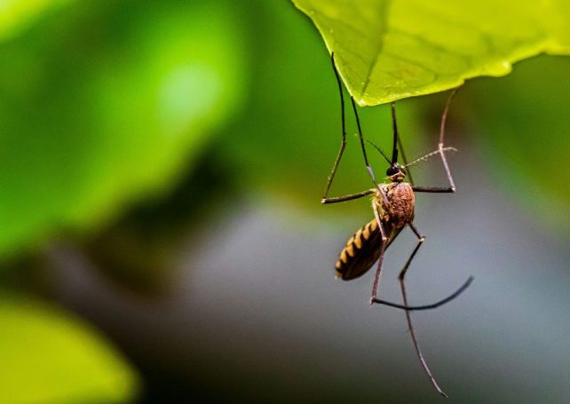 Macao’s mosquito population has risen alarmingly