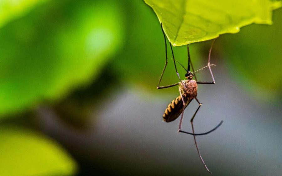 Macao’s mosquito population has risen alarmingly