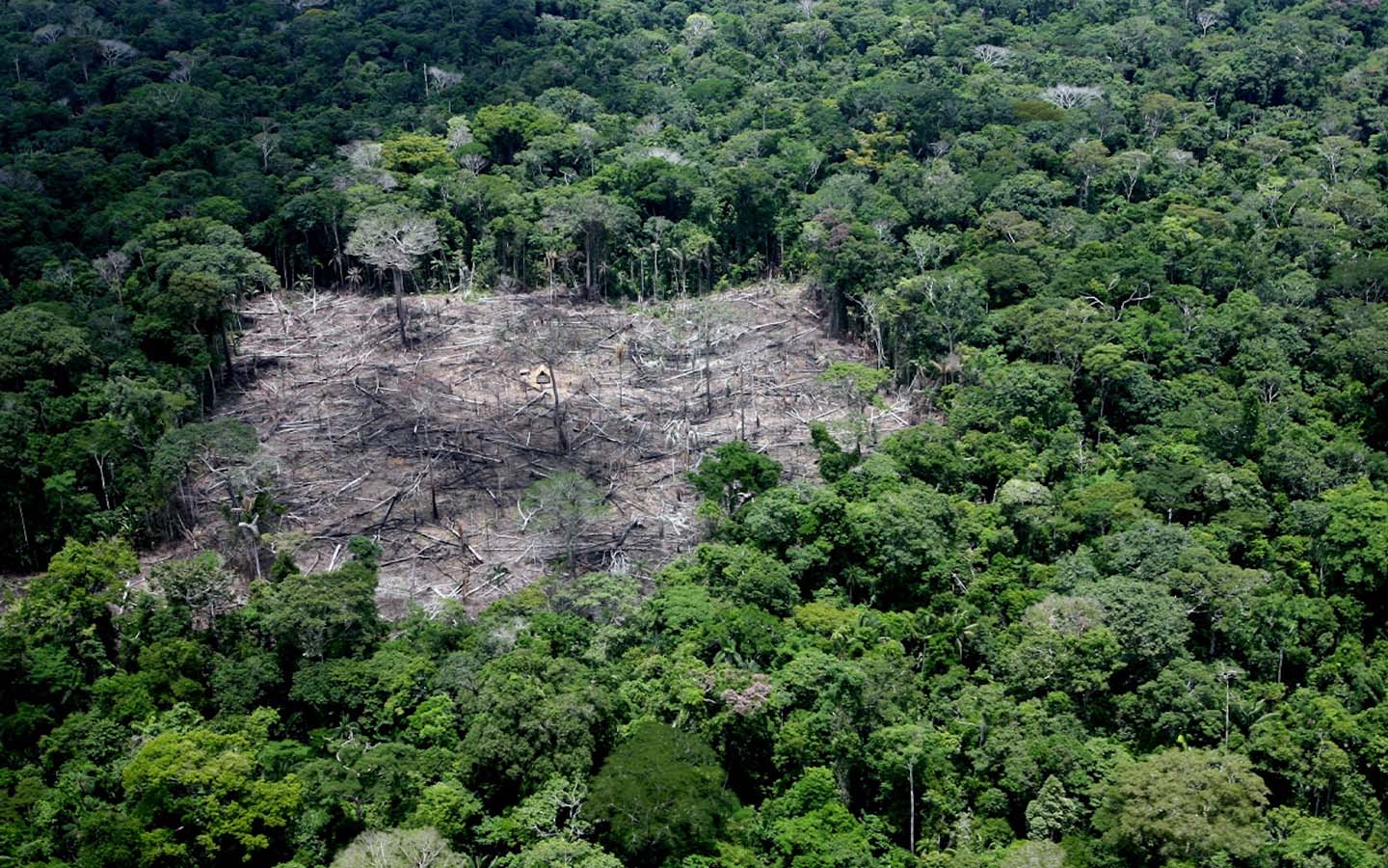 The Brazilian Amazon shrinks again