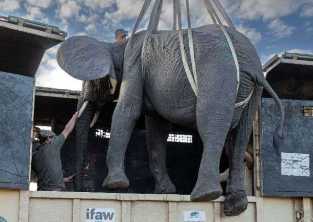 Angolan park welcomes new elephant herd