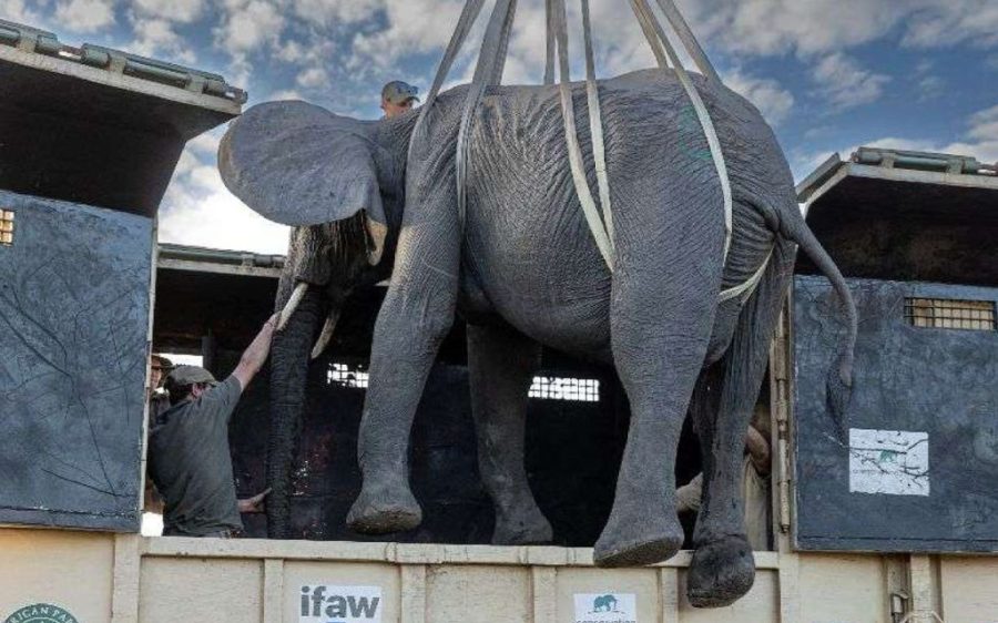 Angolan park welcomes new elephant herd