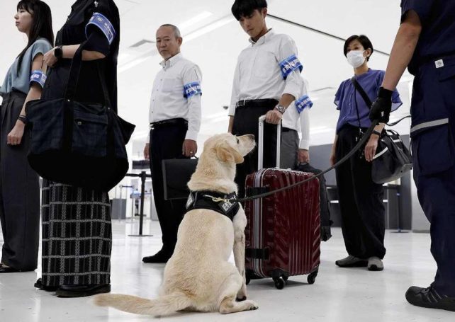 Cash-detector dogs now patrol Narita Airport, Japan