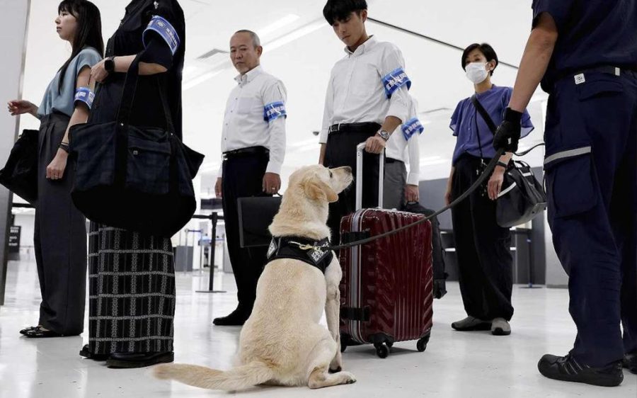 Cash-detector dogs now patrol Narita Airport, Japan