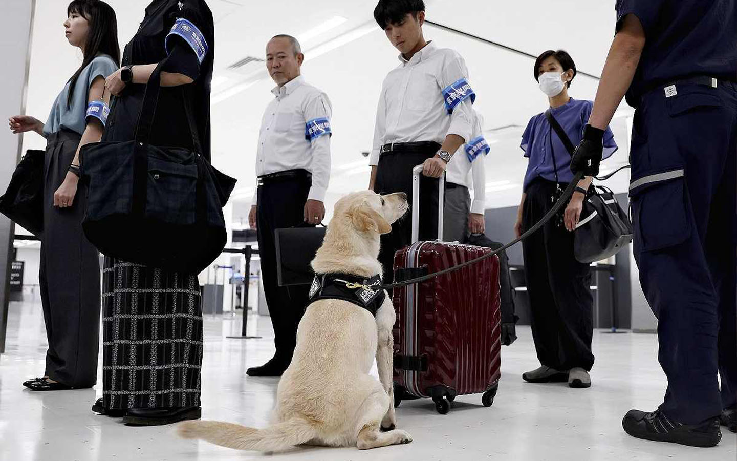 Cash-detector dogs now patrol Narita Airport, Japan