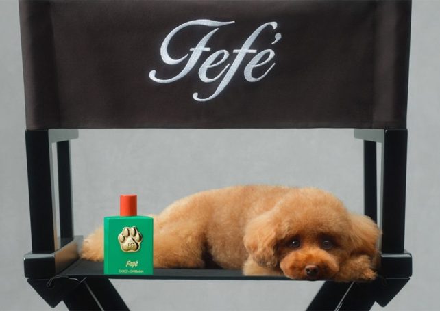 Dolce & Gabbana perfume for your dog?