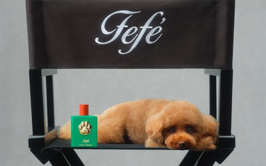 Dolce & Gabbana perfume for your dog?