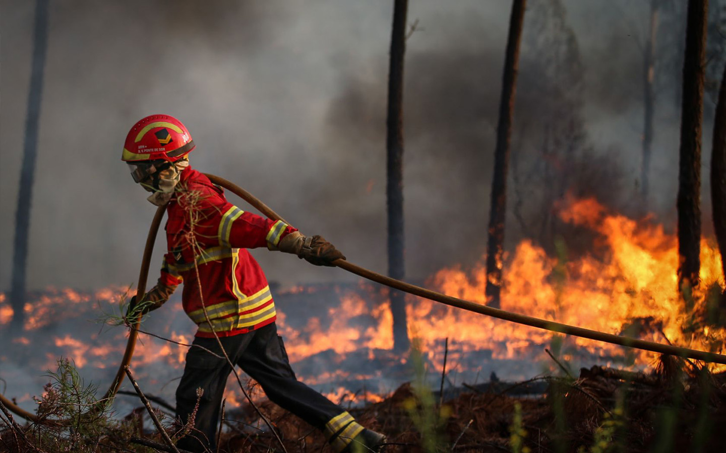 Madeira wildfire threatens Laurisilva Forest, a UNESCO heritage site