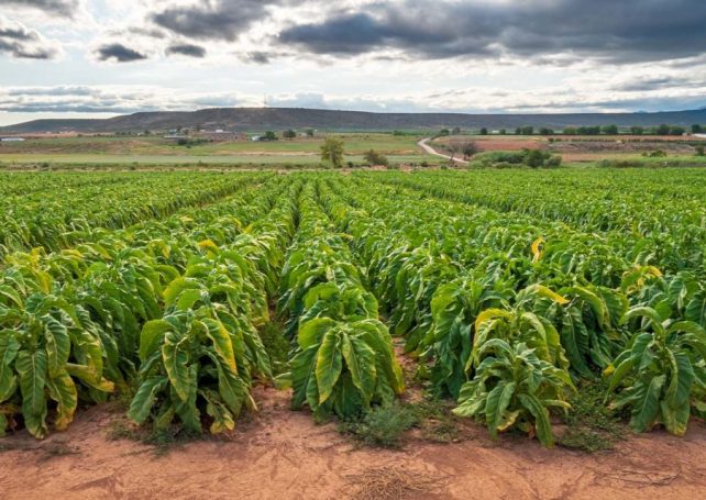 Mozambican tobacco production falls sharply in the first half of 2024