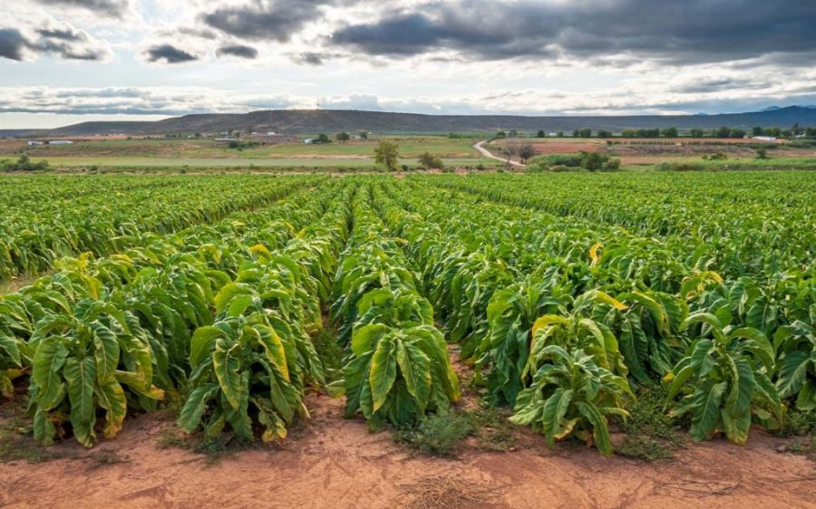 Mozambican tobacco production falls sharply in the first half of 2024