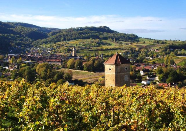 Climate change poses ‘existential threat’ to one of France’s most distinctive wine regions