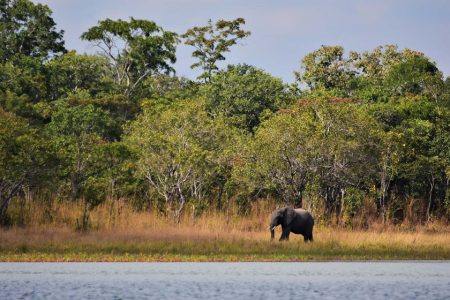 Southern Africa secures over US$500m to conserve vital woodland