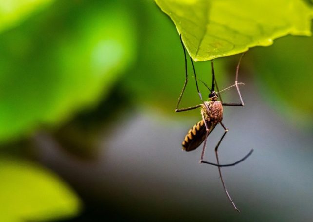 The Health Bureau is taking measures to curb a possible dengue fever outbreak