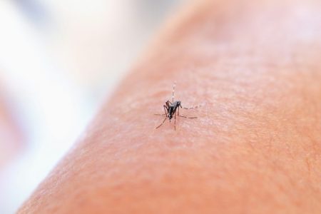 No local cases of dengue fever found but Macao remains watchful