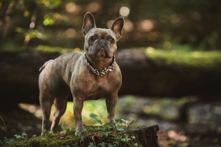 Adult brown French bulldog, pet.