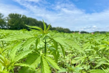 Farmers in the Azores are experimenting with hemp cultivation