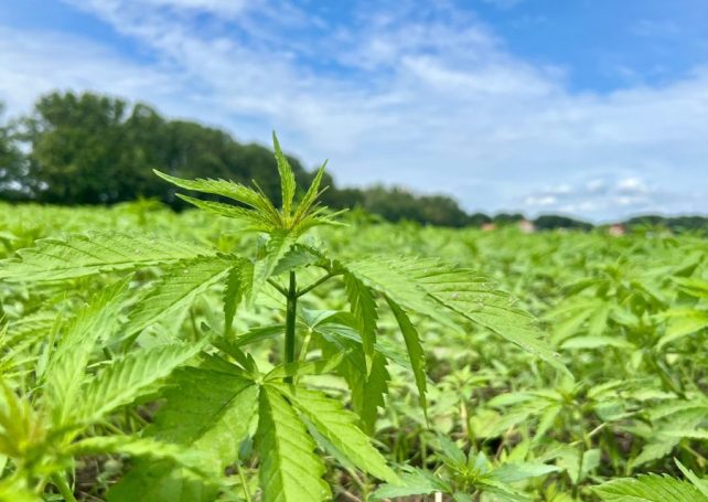 Farmers in the Azores are experimenting with hemp cultivation