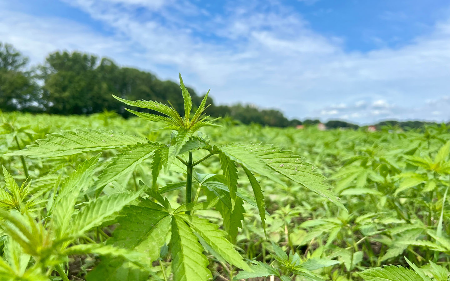 Farmers in the Azores are experimenting with hemp cultivation