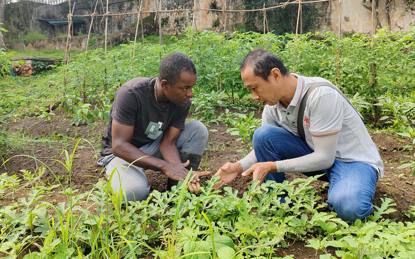 Chinese experts ‘key’ to agriculture development in São Tomé and Príncipe