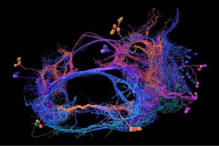 Stunning new map of fruit fly’s brain may unlock answers about our own