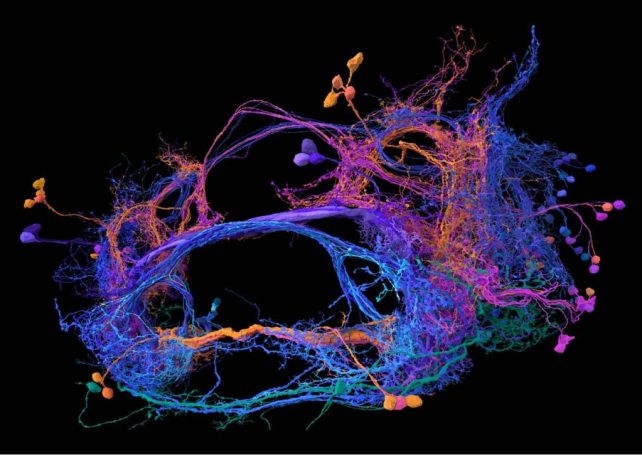 Stunning new map of fruit fly’s brain may unlock answers about our own