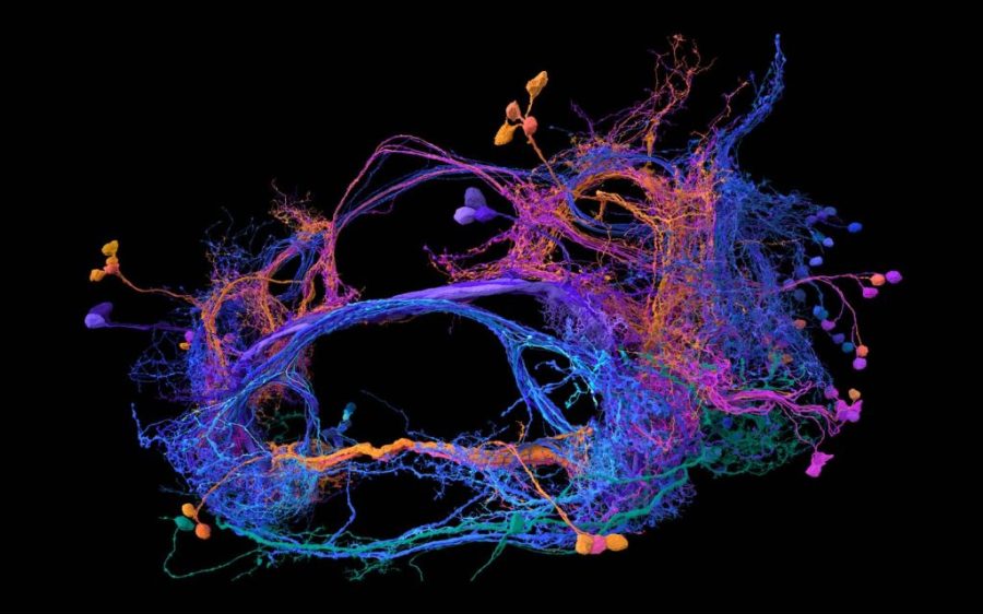 Stunning new map of fruit fly’s brain may unlock answers about our own