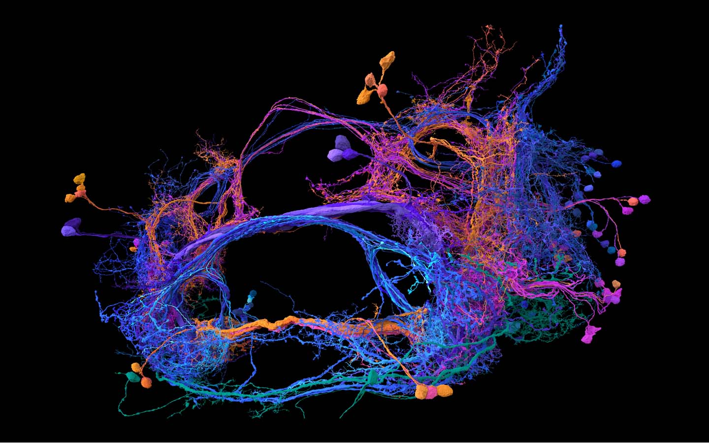 Stunning new map of fruit fly’s brain may unlock answers about our own