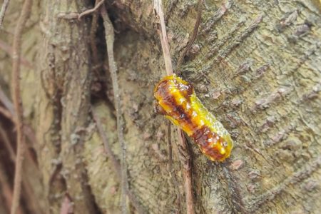 Pests that can prove fatal to banyan trees have been surging in Macao