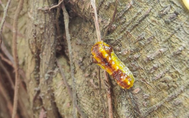 Pests that can prove fatal to banyan trees have been surging in Macao