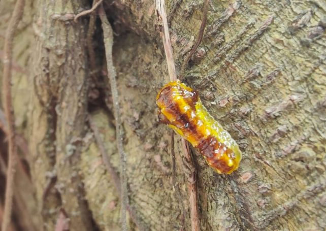 Pests that can prove fatal to banyan trees have been surging in Macao